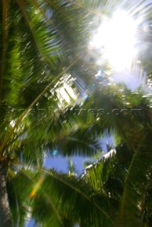 Palm trees sway in the wind on Aitutaki Island, Cook Islands, South Pacific.