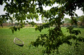 Abandoned boat on a lake covered with green leaves near Mayapur, India.