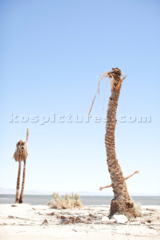 Two arms appearing humoruously out of the side of a dead standing palm tree along the shoreline of t