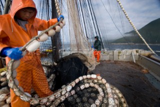 08/15/08  Crew members Alexai Gamble and Nick Demmert haul in the net while sein fishing on Captain Larry Demmerts boat just off of the outer islands west of Prince of Whales Island in SE Alaska. This is a native fishing hole. At this time they were catching mostly humpies.