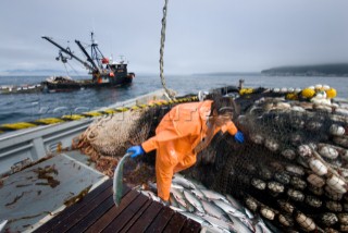 Crew member Alexai Gamble hauls in the net while sein fishing on Captain Larry Demmerts boat just off of the outer islands west of Prince of Whales Island in SE Alaska. This is a native fishing hole. At this time they were catching mostly humpies.