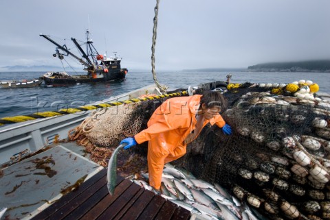 Crew member Alexai Gamble hauls in the net while sein fishing on Captain Larry Demmerts boat just of