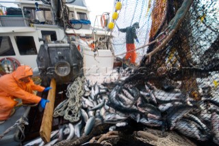 Crew members Alexai Gamble and Nick Demmert  hauls in the net while sein fishing on Captain Larry Demmerts boat just off of the outer islands west of Prince of Whales Island in SE Alaska. This is a native fishing hole. At this time they were catching mostly humpies.