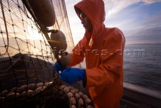 08/15/08  Crew member Alexai Gamble hauls in the net while sein fishing on Captain Larry Demmerts boat just off of the outer islands west of Prince of Whales Island in SE Alaska. This is a native fishing hole. At this time they were catching mostly humpies.