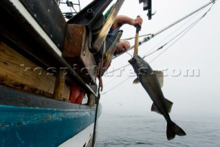 Sept 24, 2008   20 miles offshore of Morro Bay California.   Captain Bill Blue fishing for Sable Fish or Black Cod off the coast of Big Sur California using the hook and line, or long-line method.  A new wave in sustainable commercial fishing is pushing fisherman to switch from higher impact methods of harvesting fish like trawling- to hook and line or long line harvest.