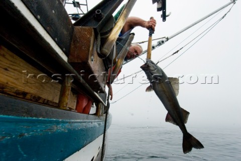 Sept 24 2008   20 miles offshore of Morro Bay California   Captain Bill Blue fishing for Sable Fish 