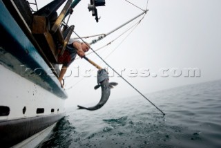 Sept 24, 2008   20 miles offshore of Morro Bay California.   Captain Bill Blue fishing for Sable Fish or Black Cod off the coast of Big Sur California using the hook and line, or long-line method.  A new wave in sustainable commercial fishing is pushing fisherman to switch from higher impact methods of harvesting fish like trawling- to hook and line or long line harvest.