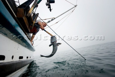 Sept 24 2008   20 miles offshore of Morro Bay California   Captain Bill Blue fishing for Sable Fish 