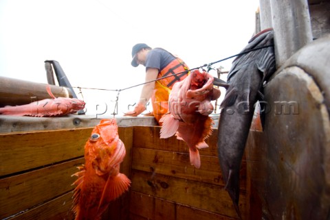 Sept 24 2008   20 miles offshore of Morro Bay California   Captain Bill Blue fishing for Black Gill 