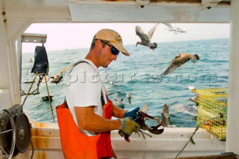 Lobsterman Bernd Wolff sizes up a lobster while hauling traps of the southwestern coast of Maine