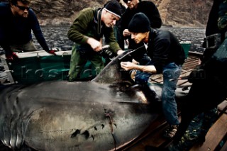 Expedition Great White crew install a satellite transmitter to a white shark dorsal fin.