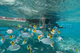 Underwater view of a snorkeller climbing onto a boat with fish swimming around, Aitutaki Island, Cook Islands, on the 9 August 2011.