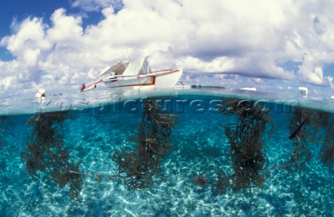 Seaweed harvest split levelCagayancillo IslandSulu SeaPhilippines Juergen FreundAurora PhotosKos Pic